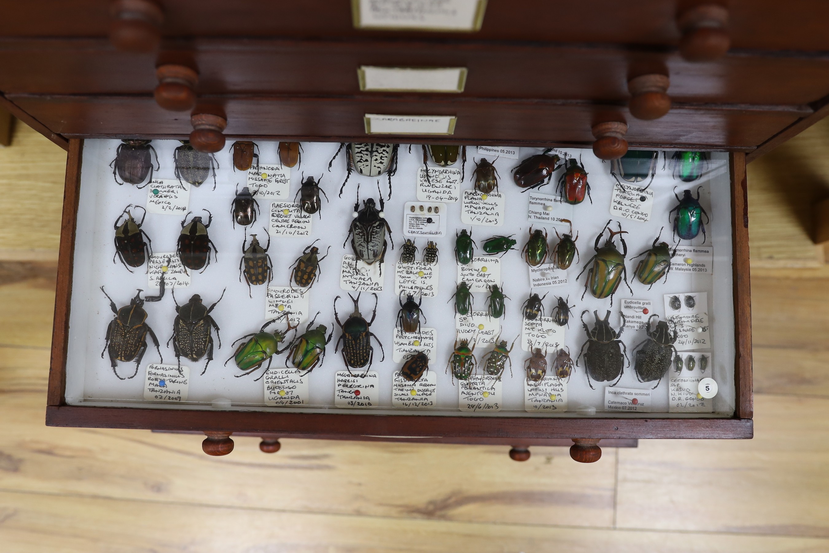 Entomology - A collection of World beetle specimens in a chest of eight drawers, 54.5 cm high, 48 cm wide, 29.5 cm deep